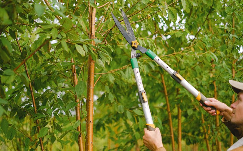 Tree trimming in Bruneau, ID